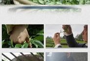 茶叶爆料视频素材大全,视频素材大全带你领略茶香世界